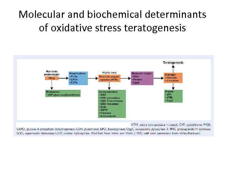 Molecular and biochemical determinants of oxidative stress teratogenesis 