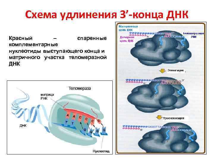 Схема удлинения 3’-конца ДНК Красный – спаренные комплементарные нуклеотиды выступающего конца и матричного участка