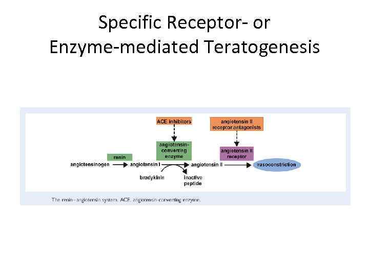 Specific Receptor- or Enzyme-mediated Teratogenesis 