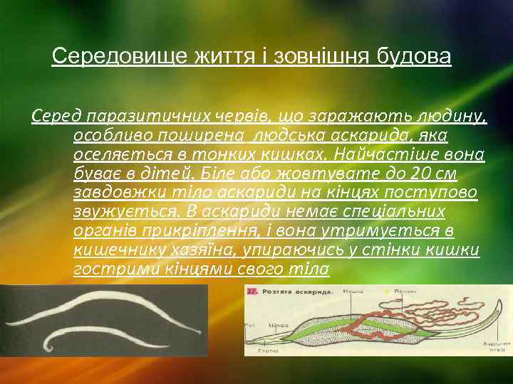Середовище життя і зовнішня будова Серед паразитичних червів, що заражають людину, особливо поширена людська