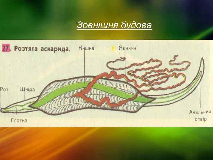 Зовнішня будова 