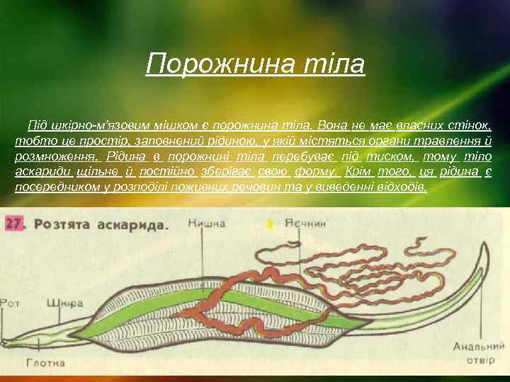 Порожнина тіла Під шкірно м’язовим мішком є порожнина тіла. Вона не має власних стінок,
