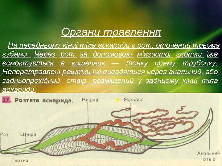 Органи травлення На передньому кінці тіла аскариди є рот, оточений трьома губами. Через рот