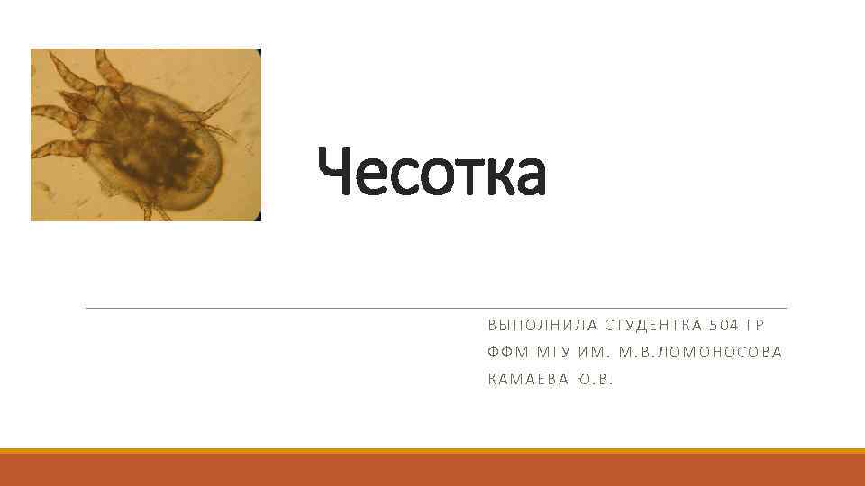 Чесотка ВЫПОЛНИЛА СТУДЕНТКА 504 ГР ФФМ МГУ ИМ. М. В. ЛОМОНОСОВА КАМАЕВА Ю. В.