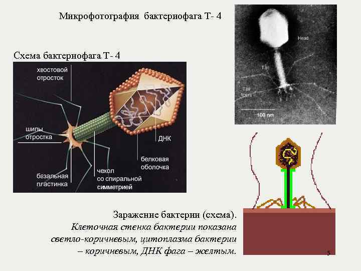 Микрофотография бактериофага Т- 4 Схема бактериофага Т- 4 Заражение бактерии (схема). Клеточная стенка бактерии