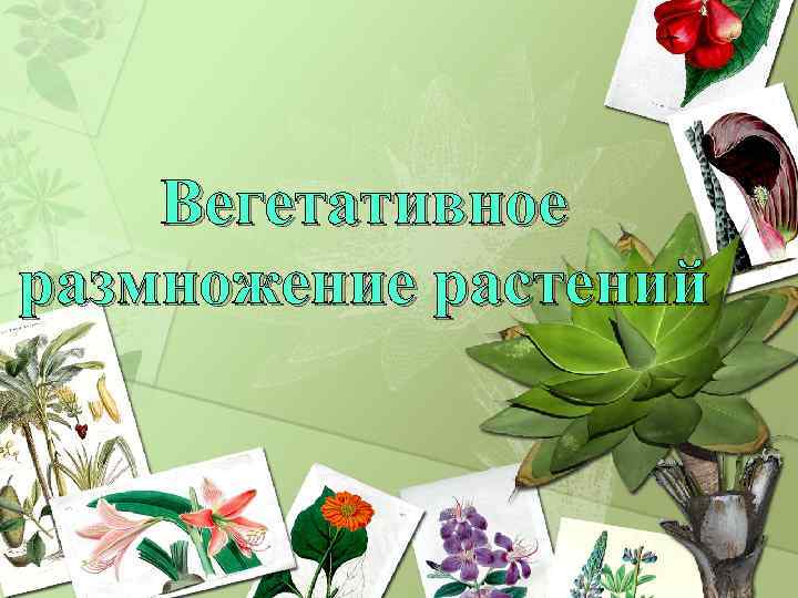 Вегетативное размножение растений 