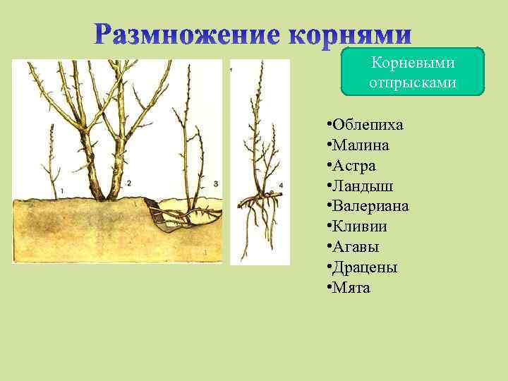 Корневыми отпрысками • Облепиха • Малина • Астра • Ландыш • Валериана • Кливии