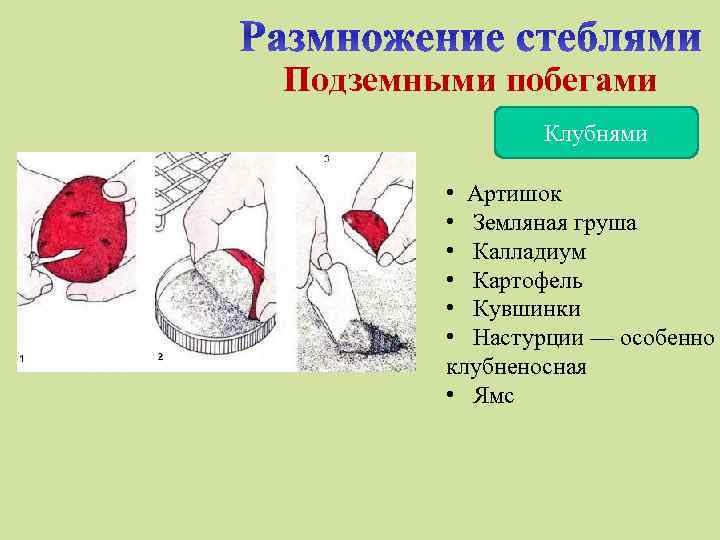 Подземными побегами Клубнями • Артишок • Земляная груша • Калладиум • Картофель • Кувшинки