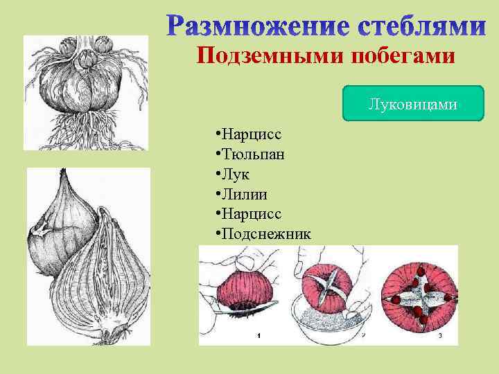 Подземными побегами Луковицами • Нарцисс • Тюльпан • Лук • Лилии • Нарцисс •