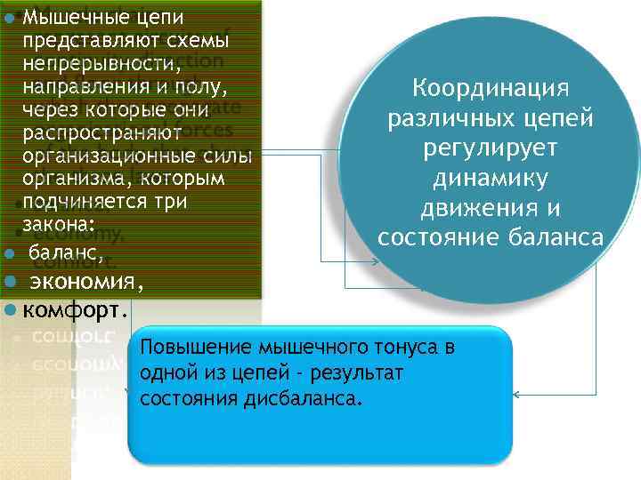 Мышечные цепи представляют схемы непрерывности, направления и полу, через которые они распространяют организационные силы