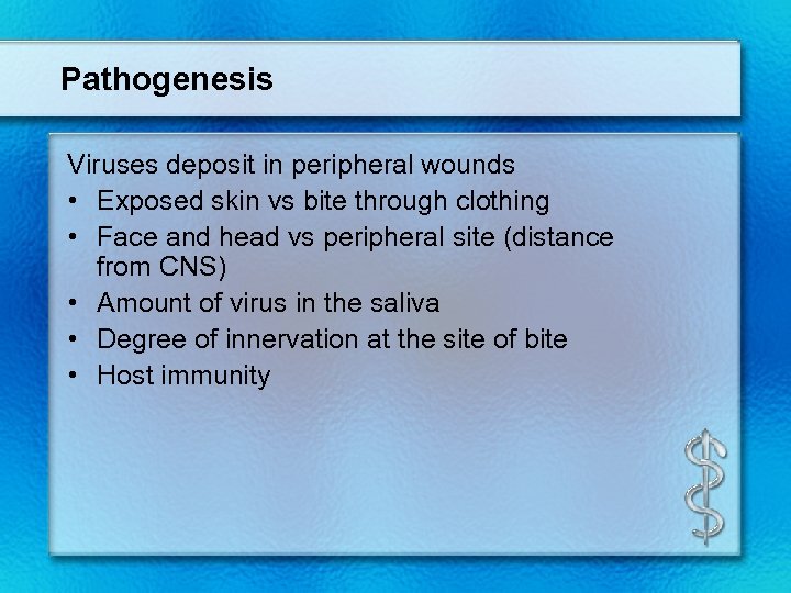 Pathogenesis Viruses deposit in peripheral wounds • Exposed skin vs bite through clothing •