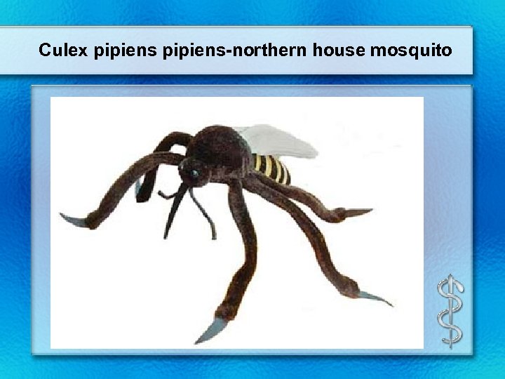 Culex pipiens-northern house mosquito 