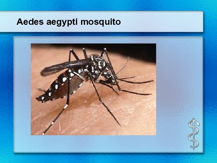 Aedes aegypti mosquito 