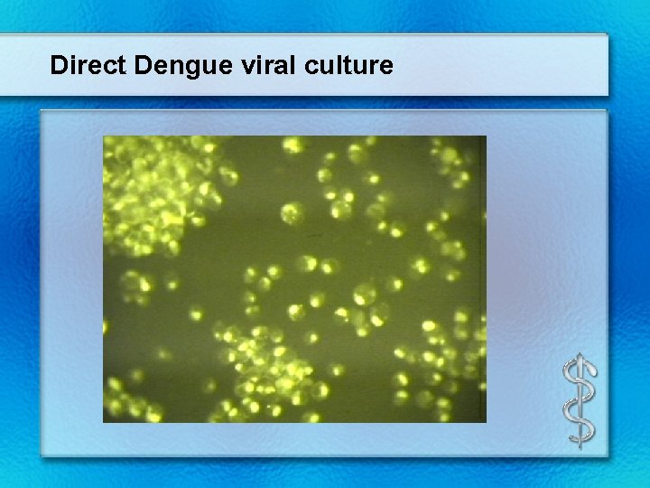 Direct Dengue viral culture 