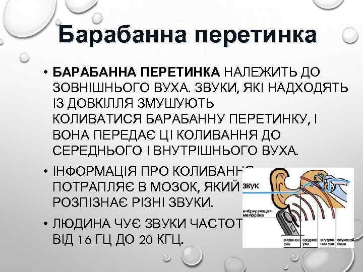 Барабанна перетинка • БАРАБАННА ПЕРЕТИНКА НАЛЕЖИТЬ ДО ЗОВНІШНЬОГО ВУХА. ЗВУКИ, ЯКІ НАДХОДЯТЬ ІЗ ДОВКІЛЛЯ