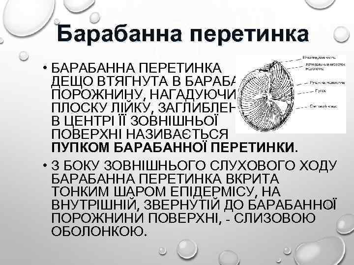 Барабанна перетинка • БАРАБАННА ПЕРЕТИНКА ДЕЩО ВТЯГНУТА В БАРАБАННУ ПОРОЖНИНУ, НАГАДУЮЧИ ПЛОСКУ ЛІЙКУ, ЗАГЛИБЛЕННЯ