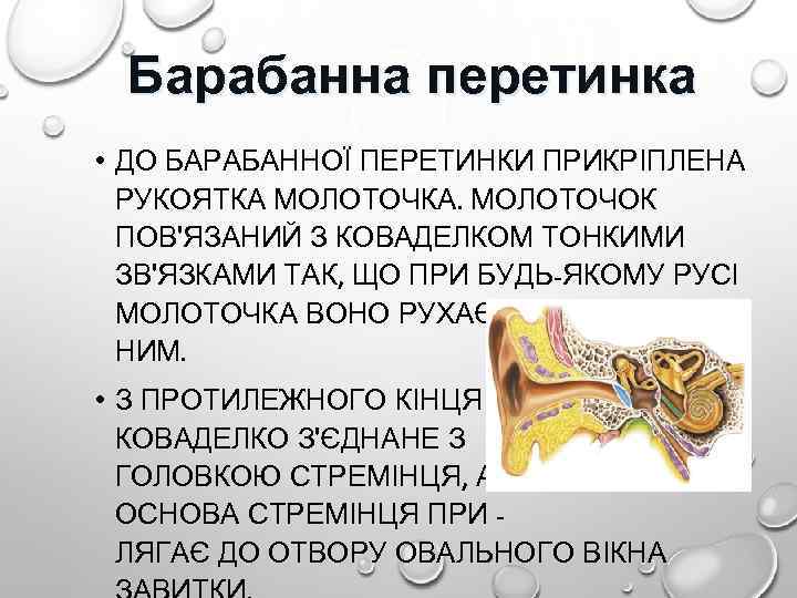 Барабанна перетинка • ДО БАРАБАННОЇ ПЕРЕТИНКИ ПРИКРІПЛЕНА РУКОЯТКА МОЛОТОЧКА. МОЛОТОЧОК ПОВ'ЯЗАНИЙ З КОВАДЕЛКОМ ТОНКИМИ