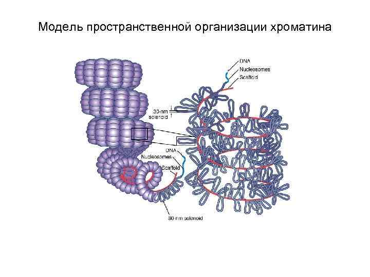 Модель пространственной организации хроматина 