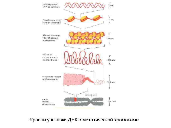 Уровни упаковки ДНК в митотической хромосоме 