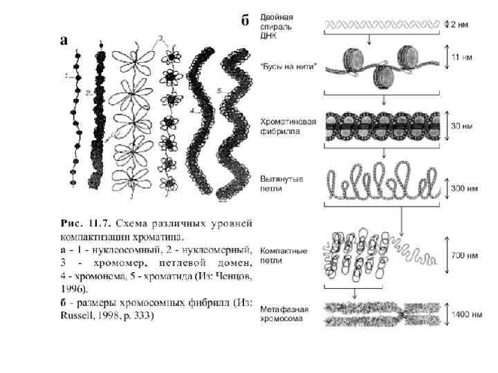 Компактизация днк исчезновение ядерной оболочки. Схема различных уровней компактизации хроматина. Уровни компактизации хроматина рисунок. Схема уровней компактизации ДНК. Уровни компактизации хроматина эукариот рисунок.