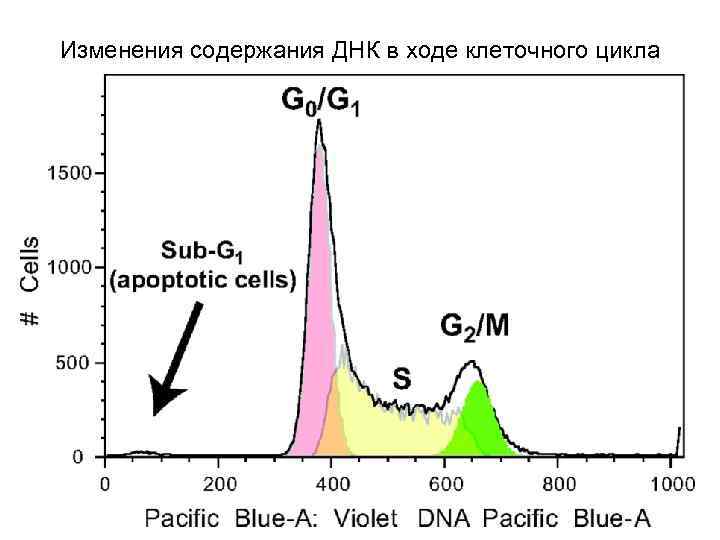 Изменения содержания ДНК в ходе клеточного цикла 