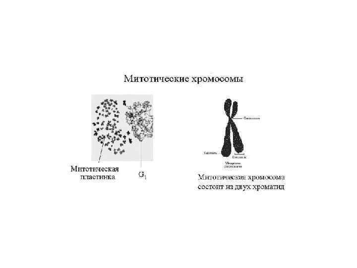 Митотические хромосомы. Структура митотических хромосом. Строение митотических хромосом. Морфология митотических хромосом. Строение митотической хромосомы.