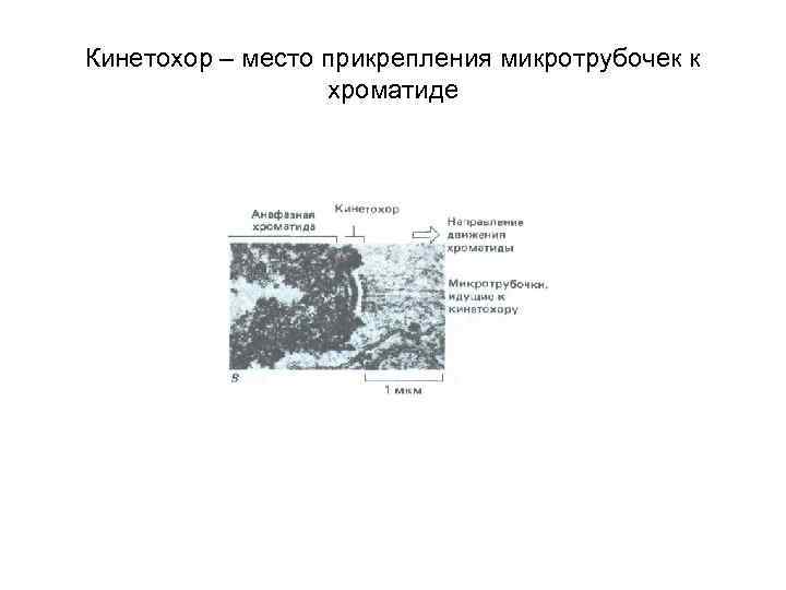 Кинетохор – место прикрепления микротрубочек к хроматиде 