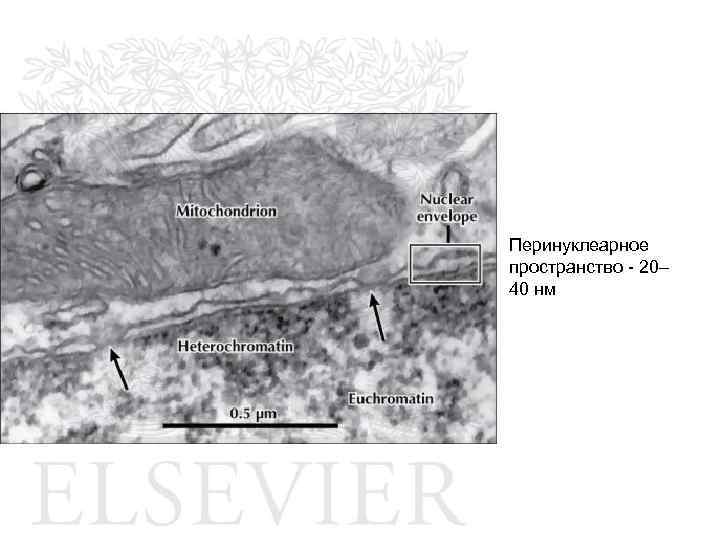 Перинуклеарное пространство - 20– 40 нм 