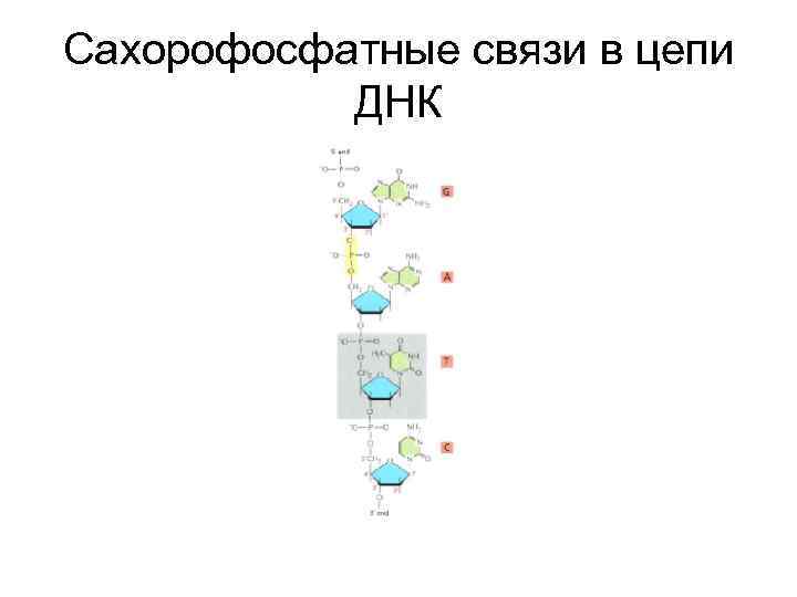 Сахорофосфатные связи в цепи ДНК 