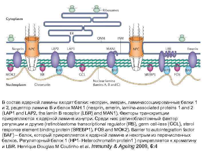 В состав ядерной ламины входят белки: несприн, эмерин, ламинассоциированные белки 1 и 2, рецептор