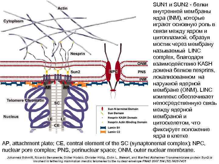 SUN 1 и SUN 2 - белки внутренней мембраны ядра (INM), которые играют основную