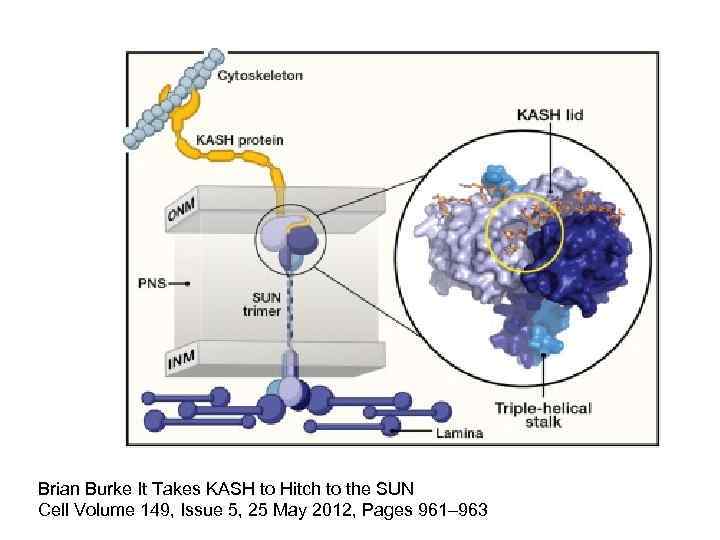 Brian Burke It Takes KASH to Hitch to the SUN Cell Volume 149, Issue