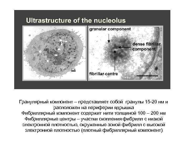 Гранулярный компонент – представляет собой гранулы 15 -20 нм и расположен на периферии ядрышка
