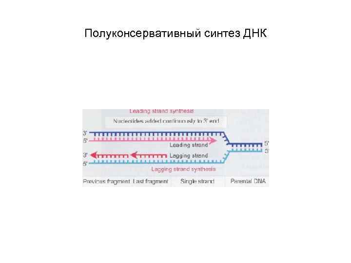 Полуконсервативный синтез ДНК 