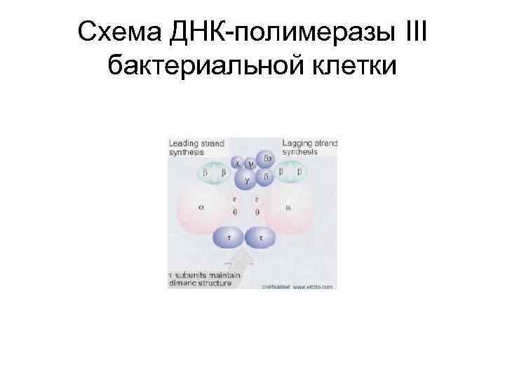 Схема ДНК-полимеразы ІІІ бактериальной клетки 