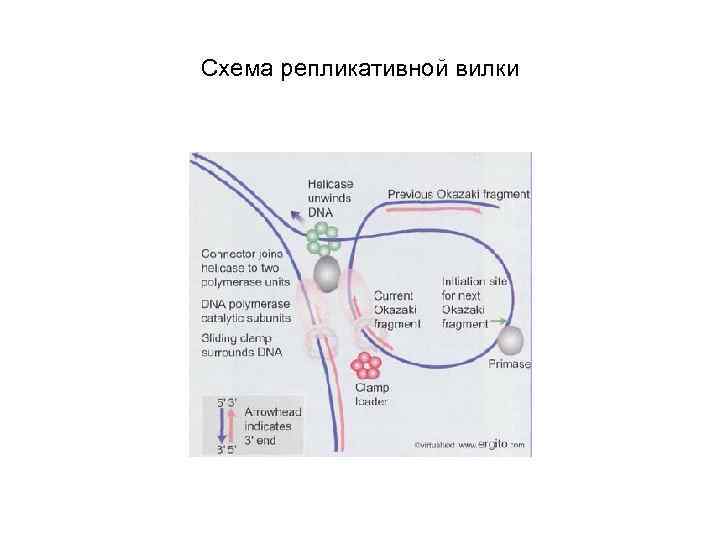 Схема репликативной вилки 