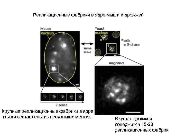 Репликационные фабрики в ядре мыши и дрожжей Крупные репликационные фабрики в ядре мыши составлены
