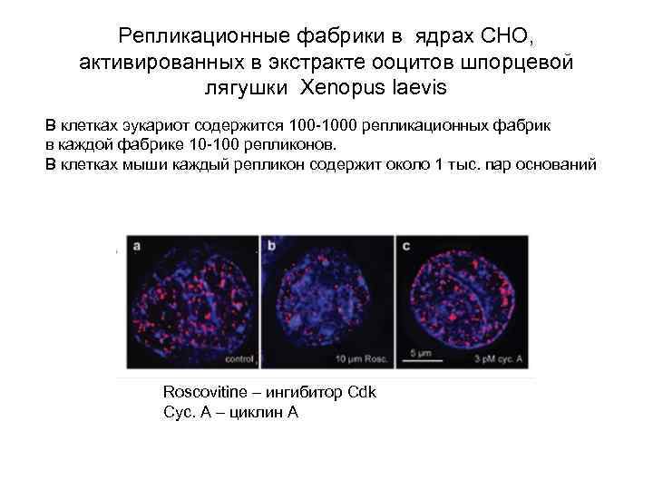 Репликационные фабрики в ядрах СНО, активированных в экстракте ооцитов шпорцевой лягушки Xenopus laevis В