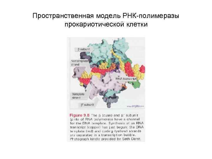 Пространственная модель РНК-полимеразы прокариотической клетки 