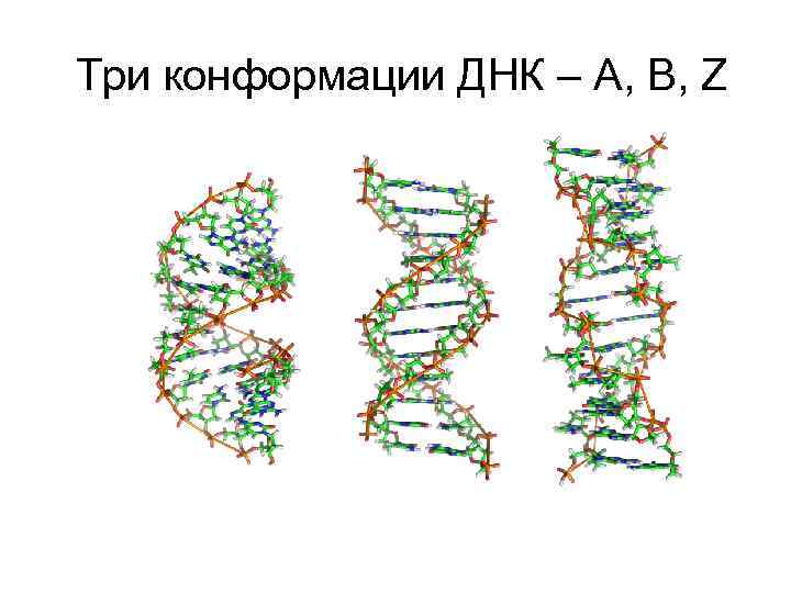  Три конформации ДНК – A, B, Z 