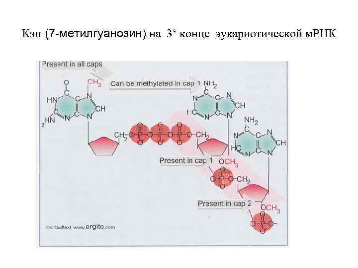 Кэп (7 -метилгуанозин) на 3‘ конце эукариотической м. РНК 