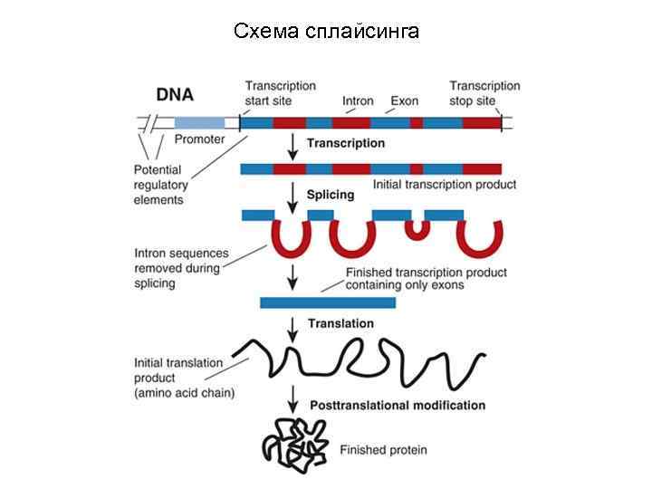 Схема сплайсинга 