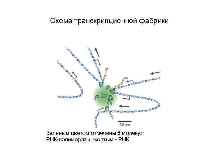 Схема транскрипционной фабрики Зеленым цветом отмечены 8 молекул РНК-полимеразы, желтым - РНК 