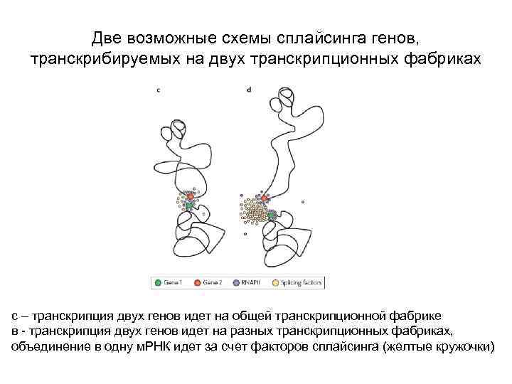 Две возможные схемы сплайсинга генов, транскрибируемых на двух транскрипционных фабриках с – транскрипция двух