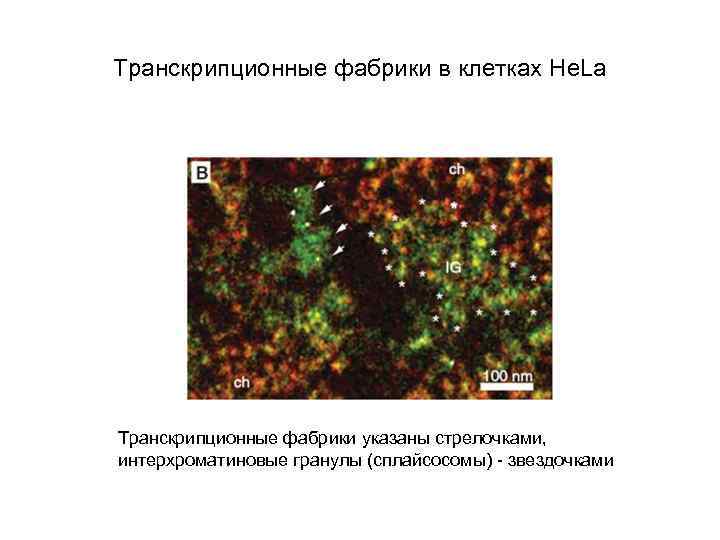 Транскрипционные фабрики в клетках He. La Транскрипционные фабрики указаны стрелочками, интерхроматиновые гранулы (сплайсосомы) -