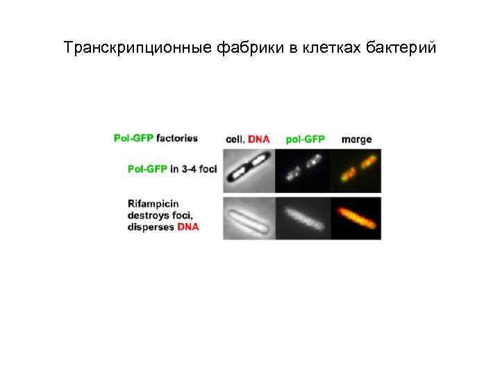 Транскрипционные фабрики в клетках бактерий 