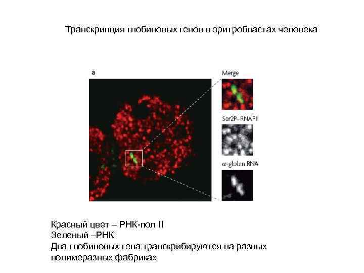 Транскрипция глобиновых генов в эритробластах человека Красный цвет – РНК-пол II Зеленый –РНК Два