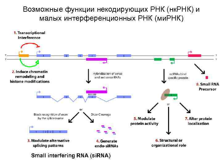 Возможные функции некодирующих РНК (нк. РНК) и малых интерференционных РНК (ми. РНК) Small interfering