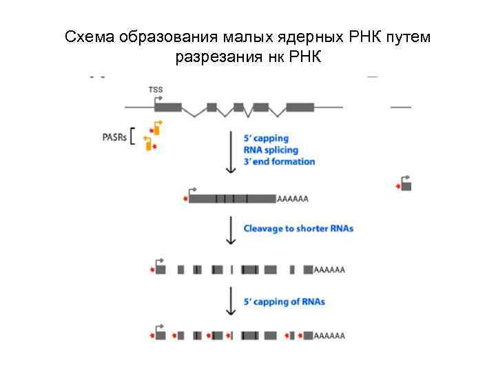 Схема образования малых ядерных РНК путем разрезания нк РНК 