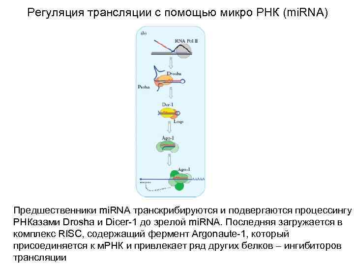 Регуляция трансляции с помощью микро РНК (mi. RNA) Предшественники mi. RNA транскрибируются и подвергаются